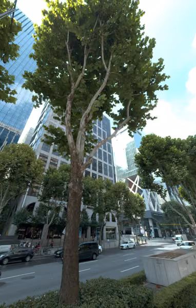 tree photo