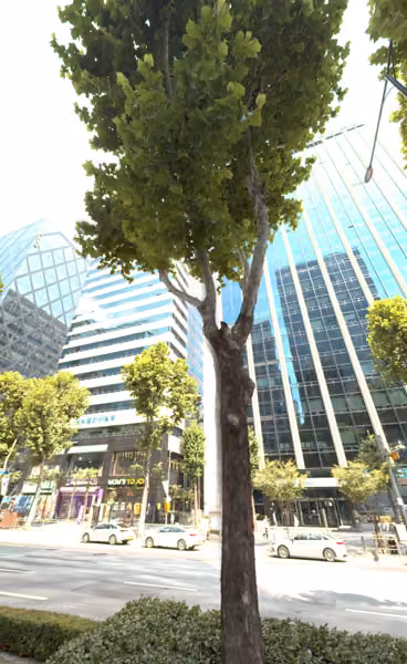 tree photo