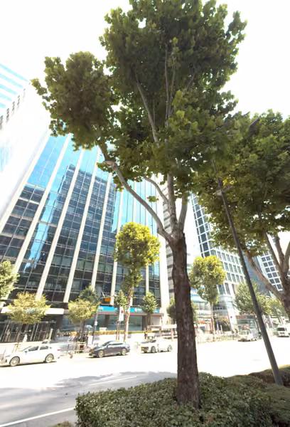 tree photo