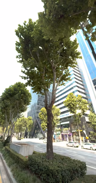 tree photo