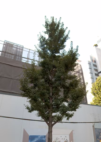 tree photo