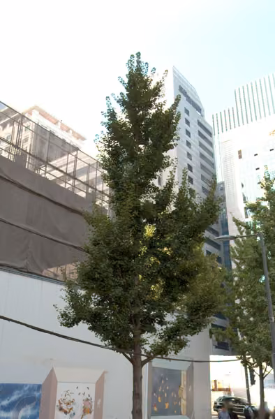 tree photo