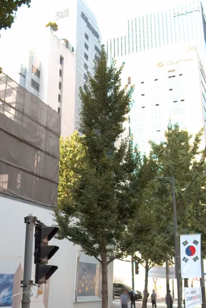 tree photo