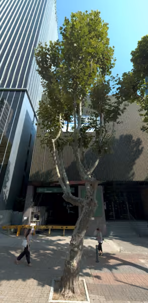 tree photo