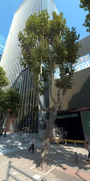 tree photo