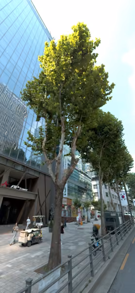 tree photo