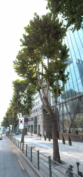 tree photo