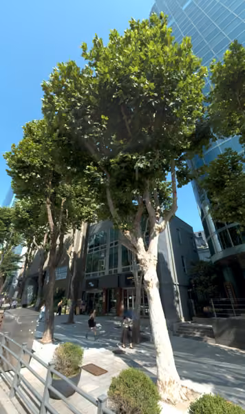tree photo