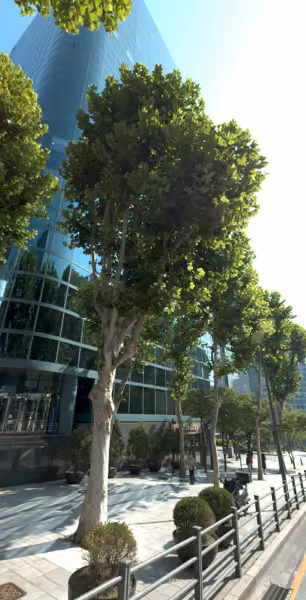 tree photo