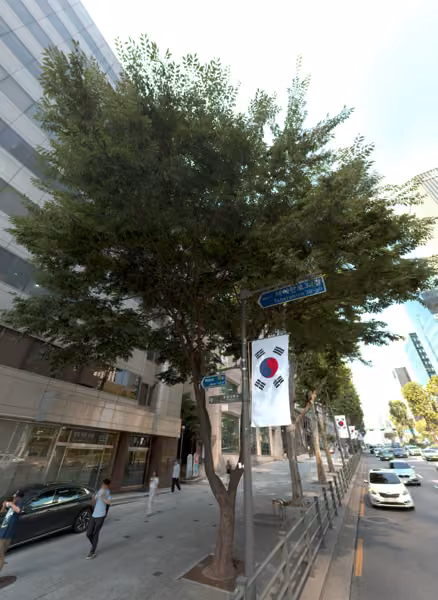 tree photo
