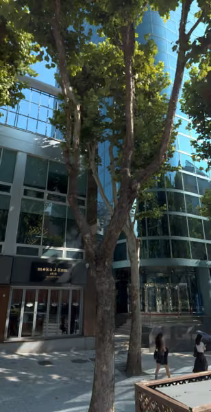 tree photo