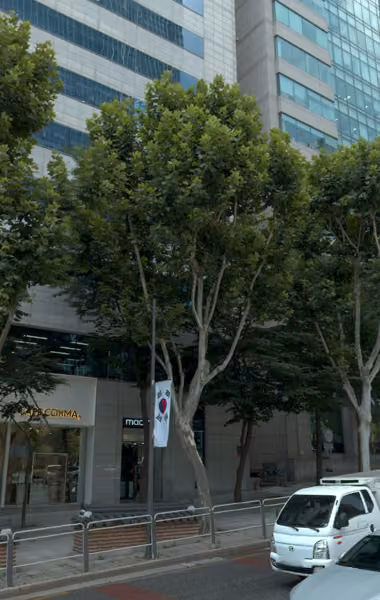 tree photo