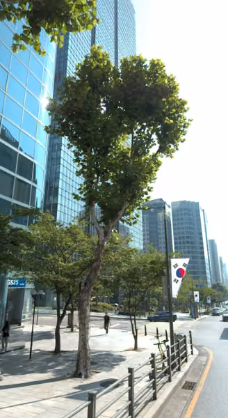 tree photo