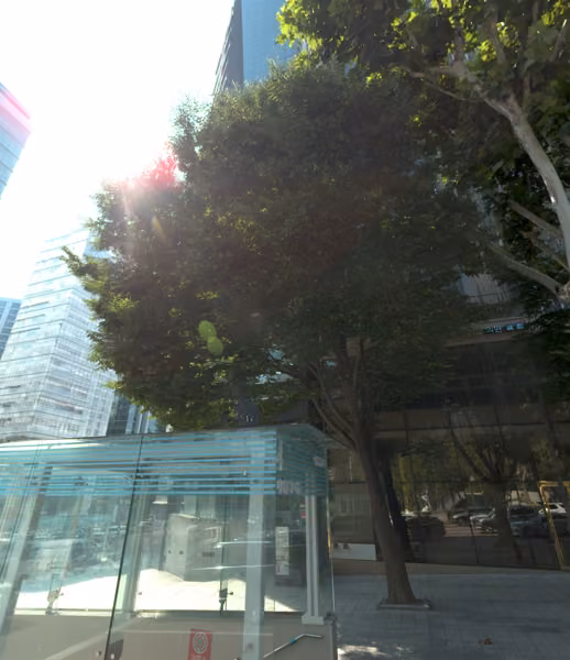 tree photo