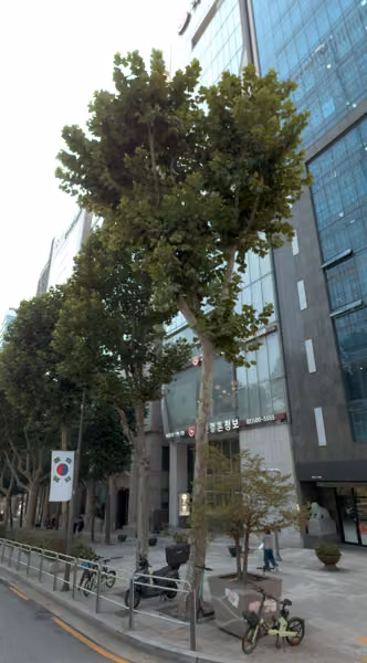 tree photo