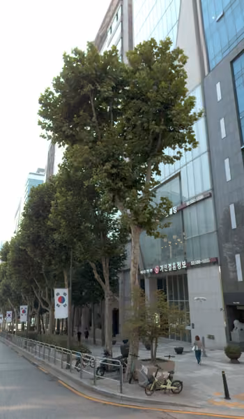tree photo