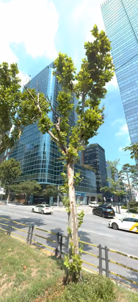 tree photo