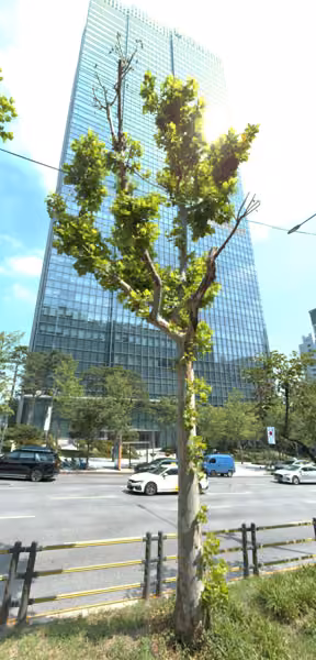 tree photo