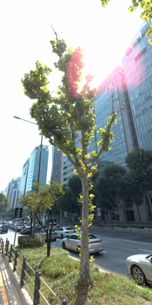 tree photo