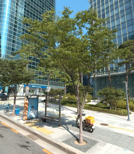 tree photo