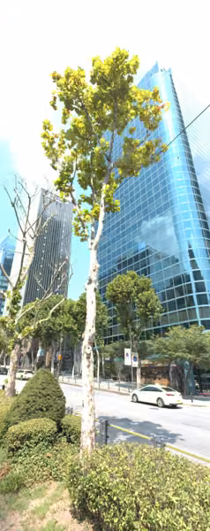tree photo