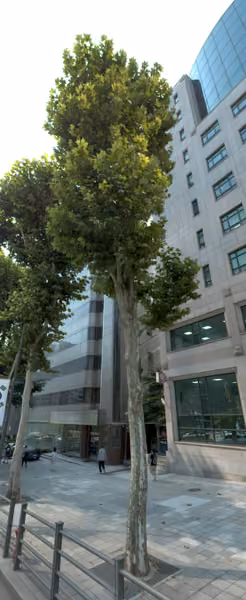 tree photo