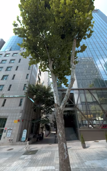 tree photo