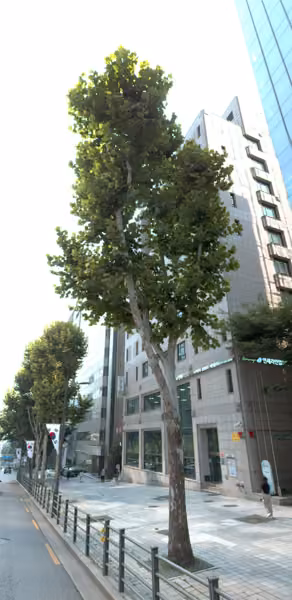 tree photo