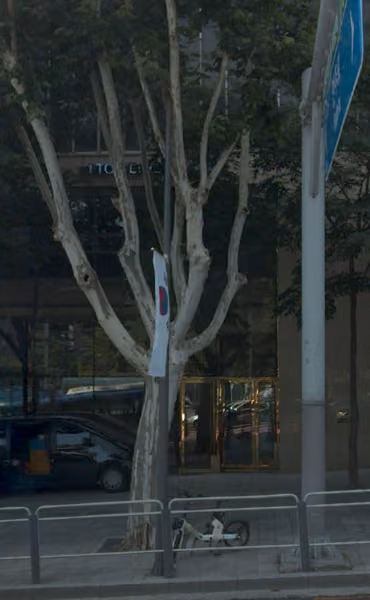tree photo