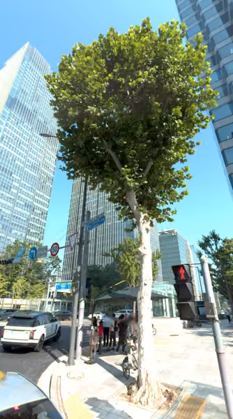 tree photo