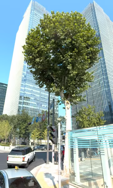 tree photo
