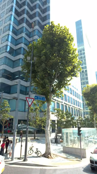tree photo