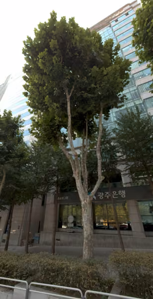 tree photo