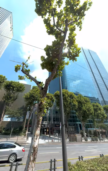tree photo