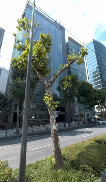 tree photo