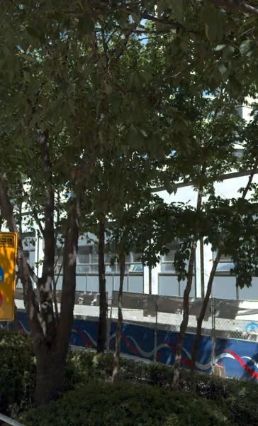 tree photo
