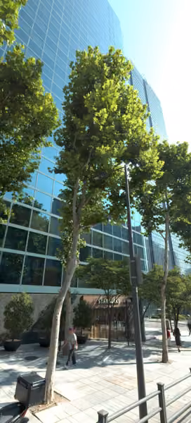 tree photo