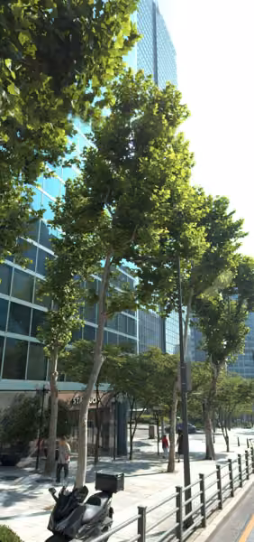 tree photo