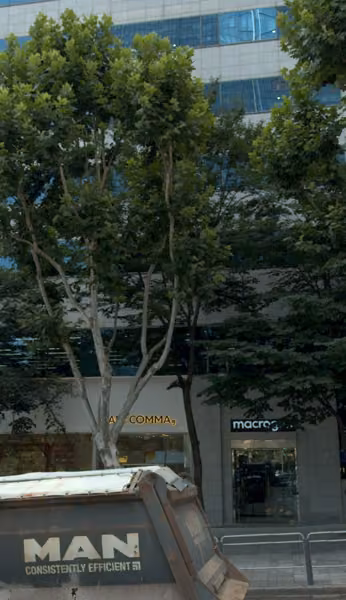 tree photo