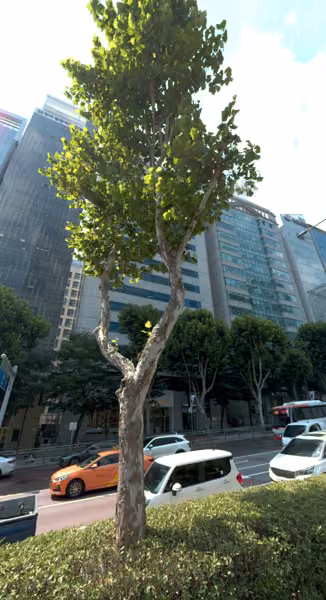 tree photo