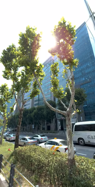 tree photo