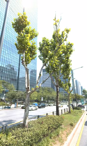 tree photo