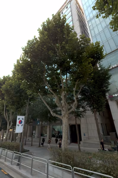 tree photo