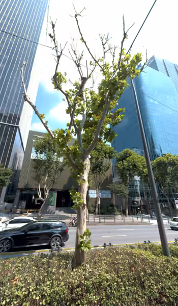 tree photo