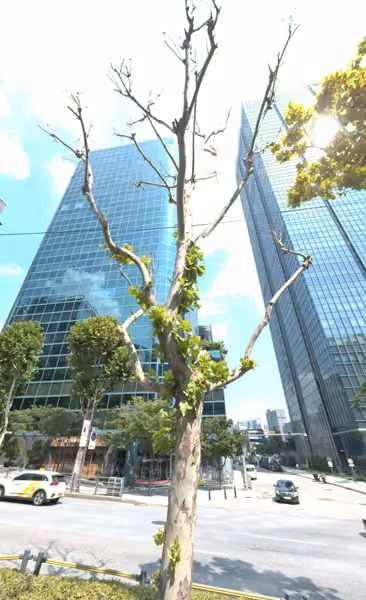 tree photo
