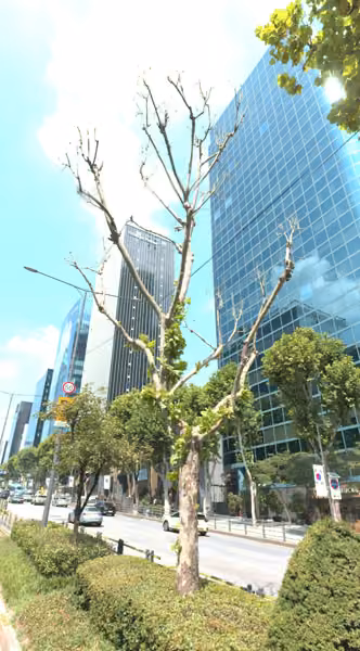 tree photo
