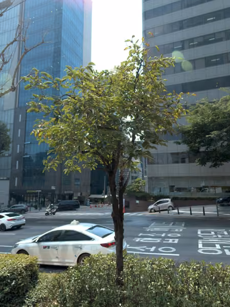 tree photo