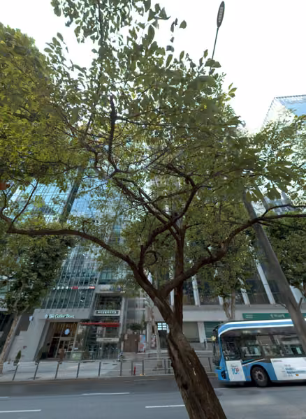 tree photo