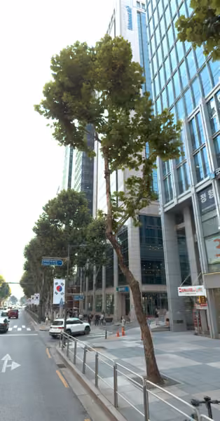 tree photo