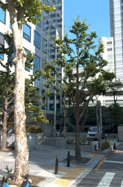 tree photo